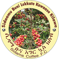 Sidama Coffee